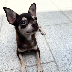 小さなチョコタンチワワちゃん