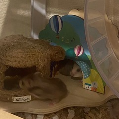 セーブル×ダウバンデットハムスターの子ども