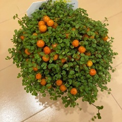 コケサンゴ 観葉植物 の画像