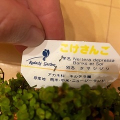 コケサンゴ 観葉植物 の画像