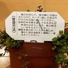 コケサンゴ 観葉植物 の画像