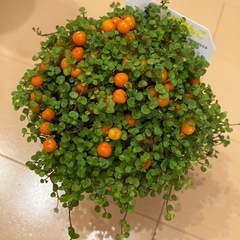 コケサンゴ 観葉植物 の画像