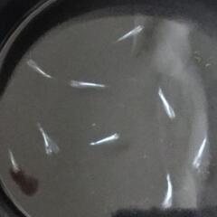 みゆきメダカの画像