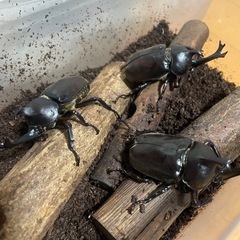 カブトムシの画像