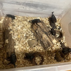 カブトムシの画像