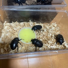 カブトムシの画像