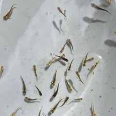 めだか　五式タイプR 約10匹　パート③　稚魚　予約可能の画像