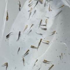 めだか　五式タイプR 約10匹　パート③　稚魚　予約可能の画像
