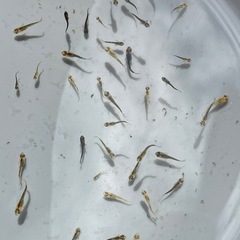 めだか　五式タイプR 約10匹　パート③　稚魚　予約可能の画像