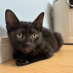 猫ちゃん大好きな猫ちゃんです｡