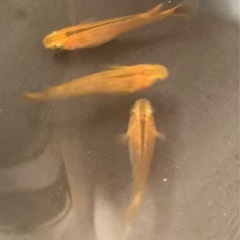 改良メダカ  成魚  1ペア＋1匹  ✨紅薊✨の画像