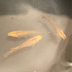 改良メダカ  成魚  1ペア＋1匹  ✨紅薊✨の画像