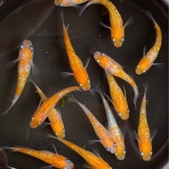 【紅白ラメメダカ 若魚10匹】の画像