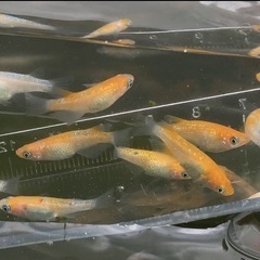 【紅白ラメメダカ 若魚10匹】の画像
