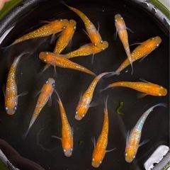 【紅白ラメメダカ 若魚10匹】の画像
