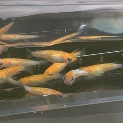 【紅白ラメメダカ 若魚10匹】の画像