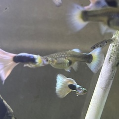 ドイツイエロータキシードサンセット系　親魚の画像