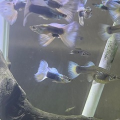 ドイツイエロータキシードサンセット系　親魚の画像