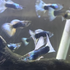 ドイツイエロータキシードサンセット系　親魚の画像