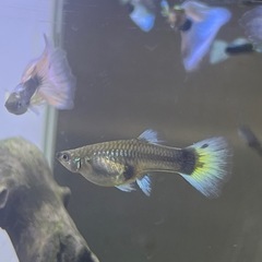ドイツイエロータキシードサンセット系　親魚の画像