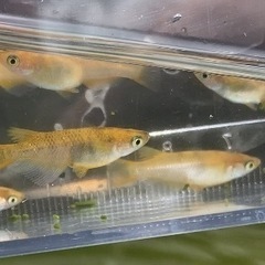 【錦メダカ若魚10匹】の画像