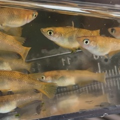 【錦メダカ若魚10匹】の画像