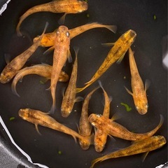 【錦メダカ若魚10匹】の画像