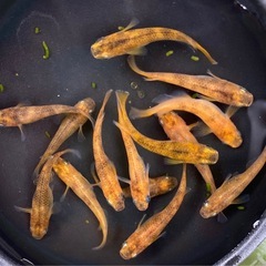 【錦メダカ若魚10匹】の画像