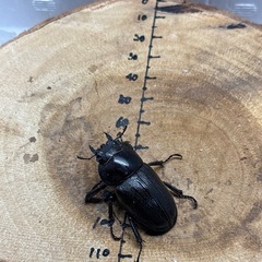 アマミノコギリクワガタ WF1 ♂68mm×♀38.1mm×♀39.6mmトリオの画像