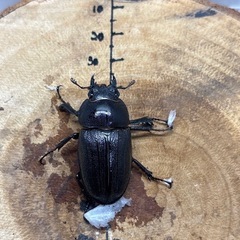 アマミノコギリクワガタ WF1 ♂68mm×♀38.1mm×♀39.6mmトリオの画像
