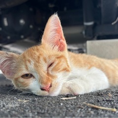 野良猫の子猫を拾いました