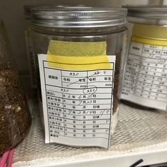 オオクワガタ雄71ミリ雌2頭ペアの画像