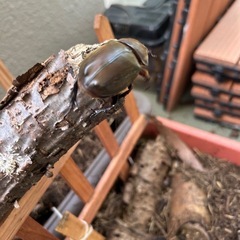 【お引渡者確定】 【夏休み】カブト虫　ペア　コクワガタ（オス）0円の画像