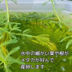 【残り１鉢のみ⭐簡単⭐沈めるだけ】無料で浮草もプレゼント!　メダカ　ビオトープ　ミリオフィラム　オオフサモ　パロットフェザーの画像