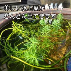 【残り１鉢のみ⭐簡単⭐沈めるだけ】無料で浮草もプレゼント!　メダカ　ビオトープ　ミリオフィラム　オオフサモ　パロットフェザーの画像