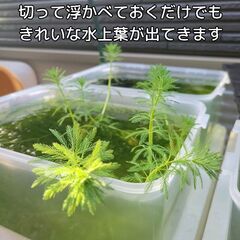 【残り１鉢のみ⭐簡単⭐沈めるだけ】無料で浮草もプレゼント!　メダカ　ビオトープ　ミリオフィラム　オオフサモ　パロットフェザーの画像