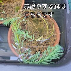 【残り１鉢のみ⭐簡単⭐沈めるだけ】無料で浮草もプレゼント!　メダカ　ビオトープ　ミリオフィラム　オオフサモ　パロットフェザーの画像