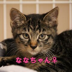 ななちゃん♀　7月20日㈰すみれペットクリニックさんでの譲渡会に...