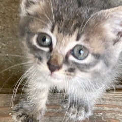 里親を探しています よろしくお願いいたします
