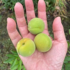 梅の実(青いものから少し色付き始めたもの)の画像