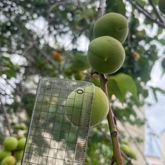 梅の実(青いものから少し色付き始めたもの)の画像