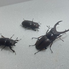 ①アスタコイデスノコギリクワガタ♂♀♀の画像