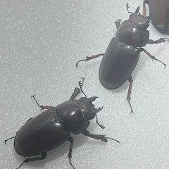 ①アスタコイデスノコギリクワガタ♂♀♀の画像