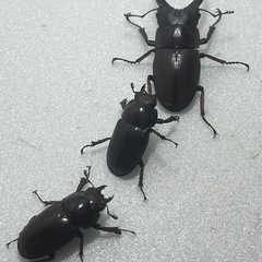 ①アスタコイデスノコギリクワガタ♂♀♀の画像