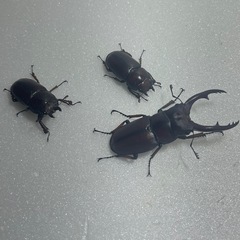 ①アスタコイデスノコギリクワガタ♂♀♀の画像