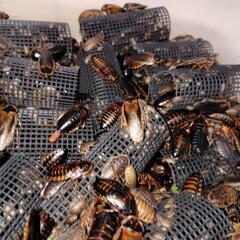 ★デュビア　爬虫類　両生類　餌用　全サイズMIXの画像