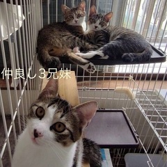 3か月位の3兄妹です