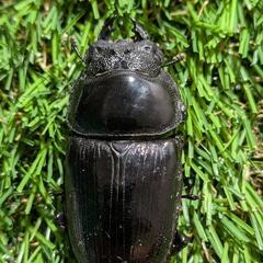 即ブリ可オオクワガタペア。の画像