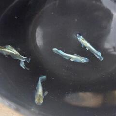 メダカ4種幼魚(ラメめだかMix、オロチめだか、幹之、エメキン)の画像