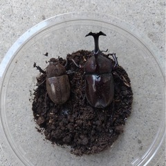 カブトムシ　ペアの画像